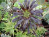 aeonium1.jpg (137908 octets)