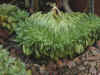 agavoides.jpg (97741 octets)