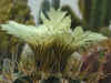 astrophytum1.JPG (123351 octets)