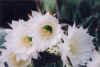 bouton_tubiflora.JPG (109812 octets)