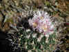 echinofossulocactus2.JPG (195847 octets)