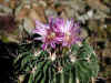 echinofossulocactus.JPG (168486 octets)