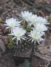 echinopsis1.JPG (119710 octets)