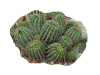 echinopsis_aiguillon.gif (158914 octets)