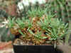 euph_bupleurifolia.JPG (84826 octets)