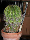 plante1.JPG (73366 octets)