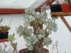 plante2.JPG (72519 octets)