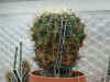 plante3.JPG (79889 octets)