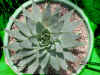 polyphyla.JPG (116370 octets)